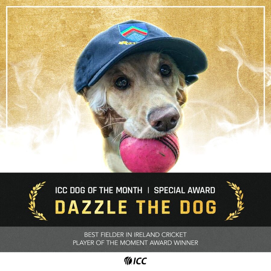 ICC का स्पेशल अवॉर्ड: मैदान में घुसे कुत्ते को ICC ने दिया 'डॉग ऑफ द मंथ' का अवॉर्ड