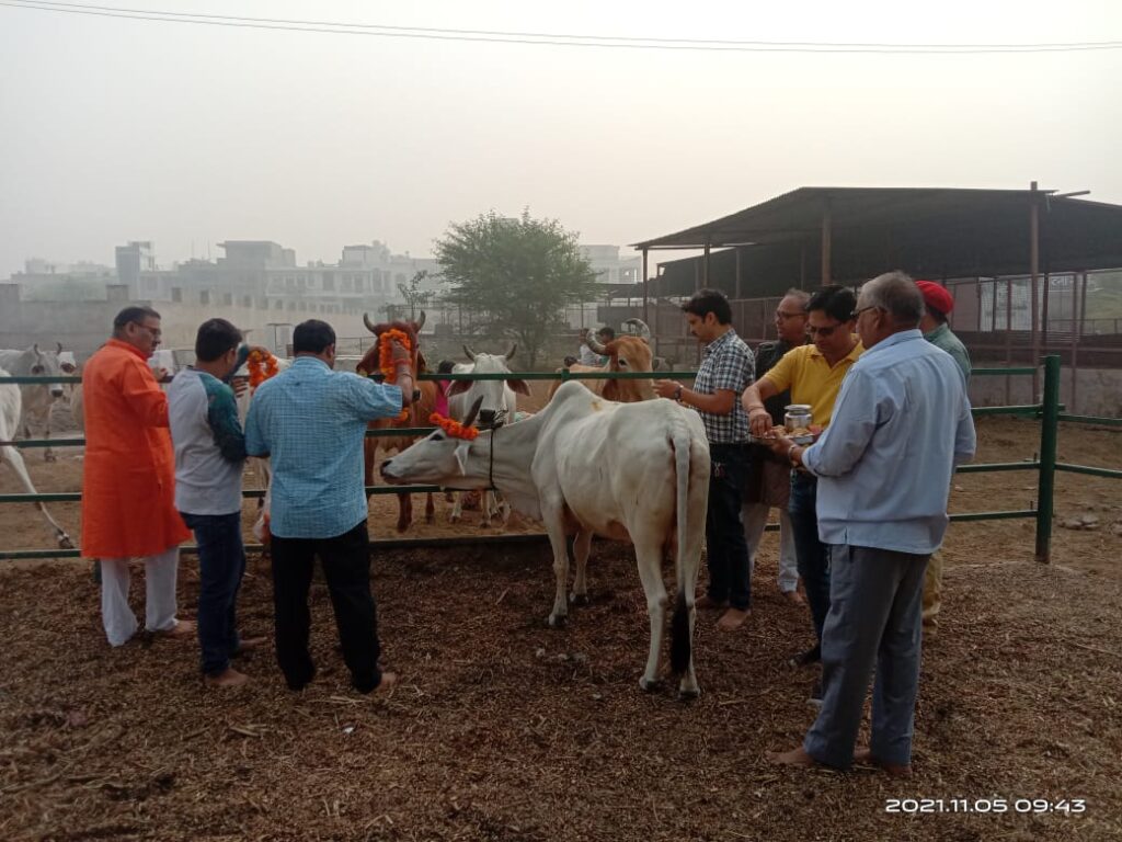 विप्र फाउंडेशन ने भरतपुर में गोवर्धन पूजा के अवसर पर गौ पूजन किया
