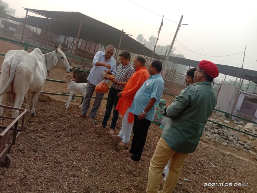 विप्र फाउंडेशन ने भरतपुर में गोवर्धन पूजा के अवसर पर गौ पूजन किया