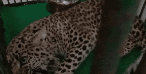 lepard 2