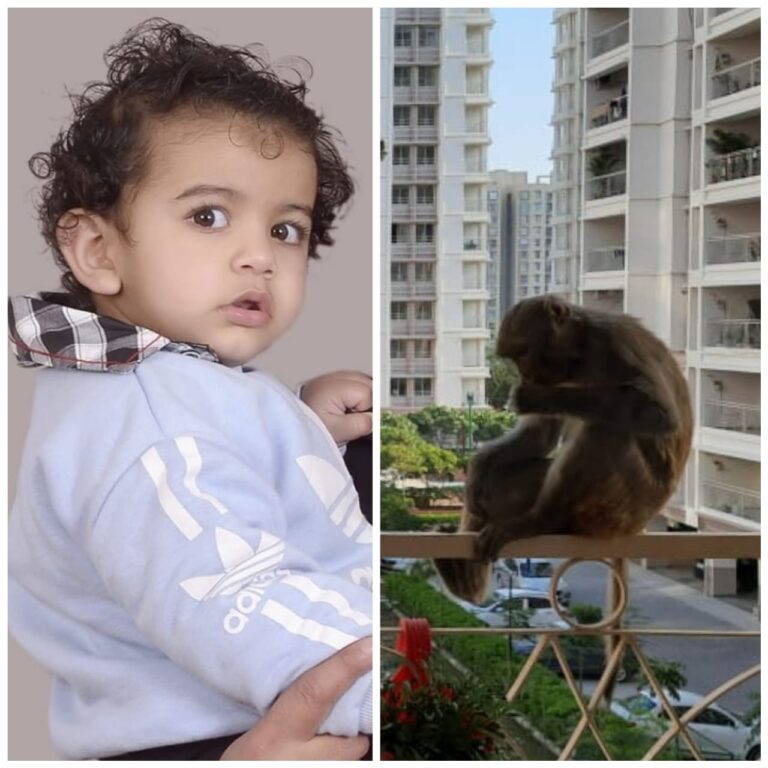 जगतपुरा की वृंदा गार्डेन सोसायटी में बंदरों का आतंक: एक साल के बच्चे को खींच कर बाहर ले जाने की घटना से सोसायटी में दहशत