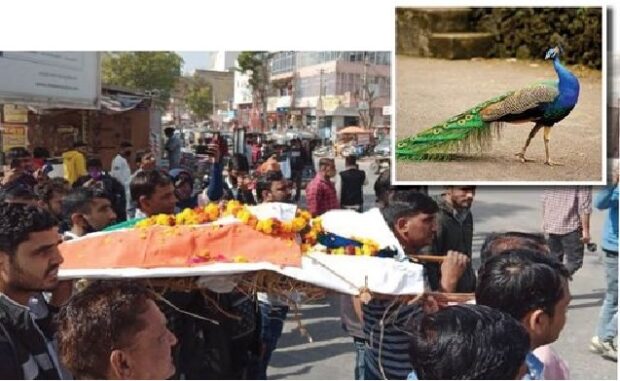 मोर की अंतिम विदाई एक सैनिक के सम्मान की तरह हुई mor e1643985939131