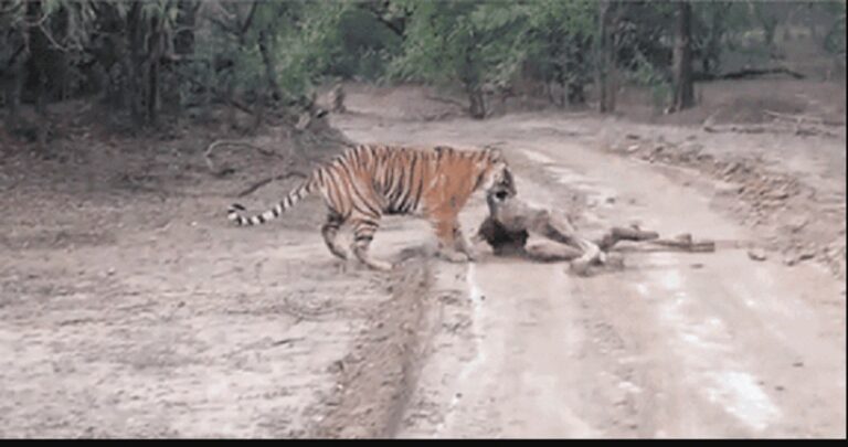 बाघिन