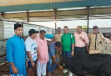 गौ सेवा समिति,आहुति सेवा संस्थान द्वारा गायो को खिलाये गए औषधि युक्त लड्डू